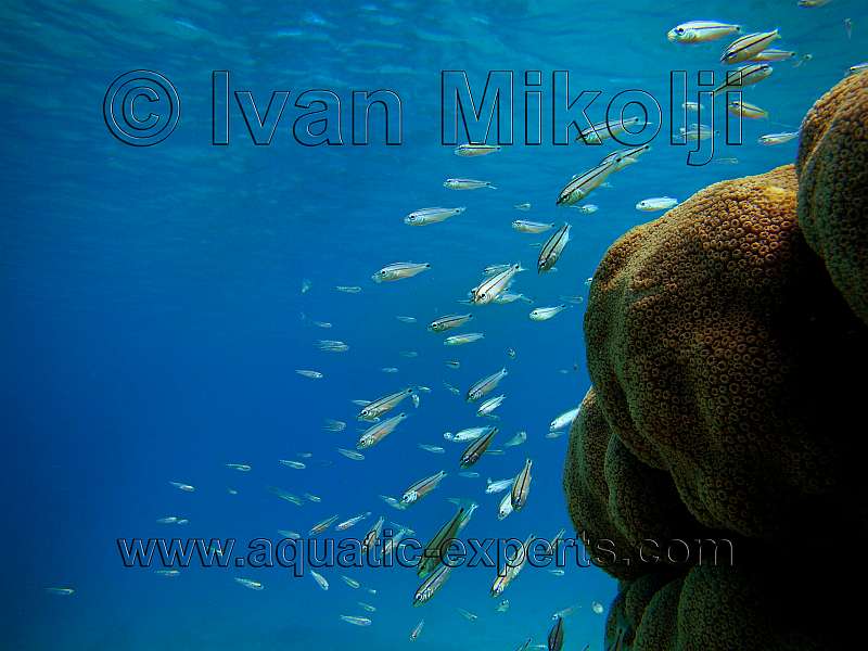 CORAL REEFS